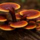 Ganoderma lucidum: The Complete Guide to the Legendary Reishi Mushroom 128 Ganoderma lucidum