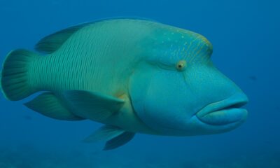 Napoleon Wrasse