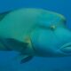Napoleon Wrasse
