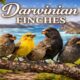 Darwinian Finches