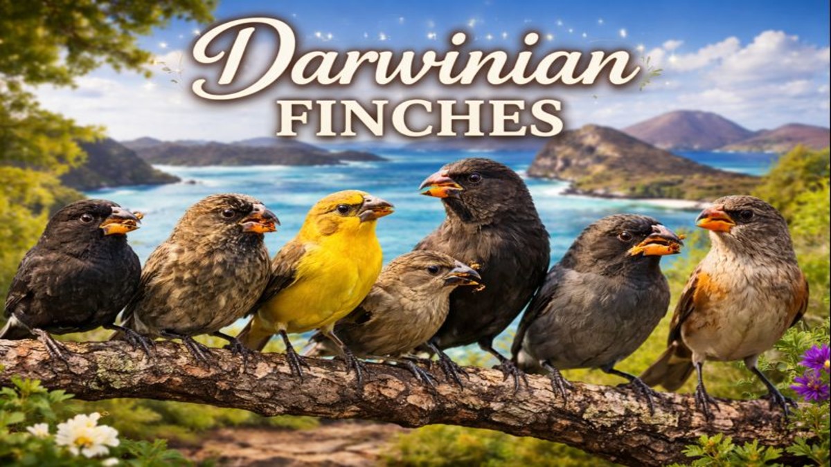 Darwinian Finches