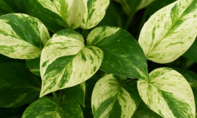 Variegated