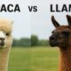 Alpaca vs Llama