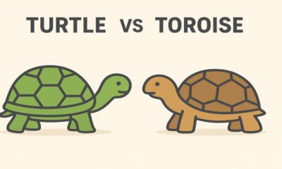 Turtle vs Tortoise