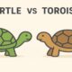 Turtle vs Tortoise