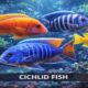 Cichlid Fish