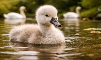 Baby Swan