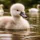 Baby Swan