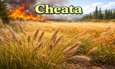 Cheata