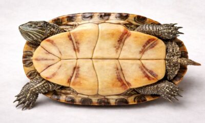 Turtle Plastron