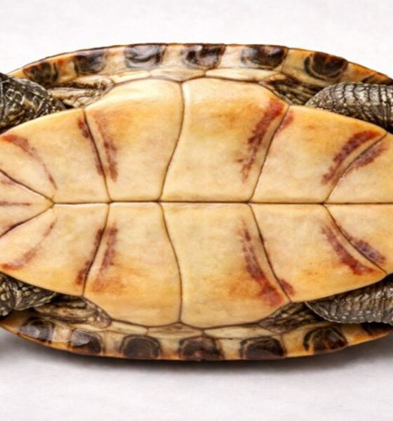 Turtle Plastron