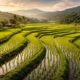 Rice Farmland