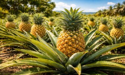 Ananas Trees