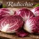 Radicchio