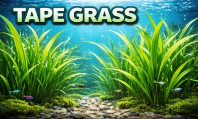 Tape Grass
