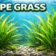 Tape Grass