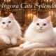 Angora Cats Splendor