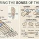 Foot Bones