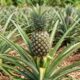 Ananas Fruit Tree